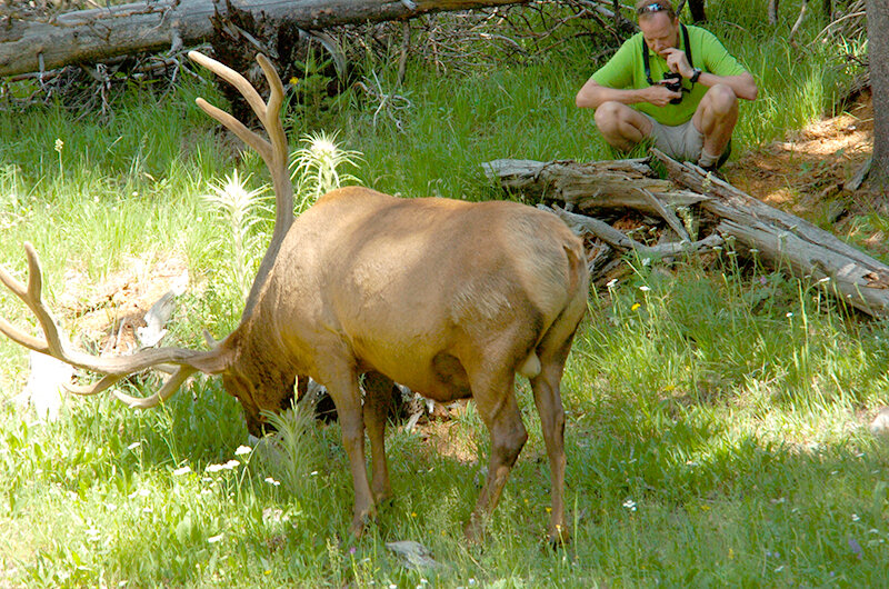 2005年，一名黄石国家公园的游客在距离一头公麋鹿不到25码的地方花时间拍照.