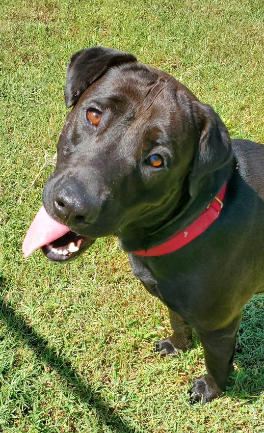 Morgan    Meet Morgan! Wow this boy is amazing!   We can't believe someone actually abandoned him. He is well behaved and   really smart! He is around 18 months old   and is a Labrador Retriever Mix.  Call to meet him 660-885-7999
