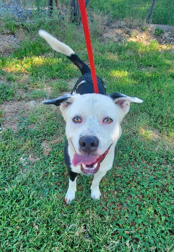 Petey    Labrador Retriever mix around a year old.  He is looking for a loving family or person to call his own.  He is friendly, potty trained, good on a leash, likes to run and be by your side.  He is a little dog selective and a fenced yard would be perfect.    Call 660-885-7999 to meet Petey!