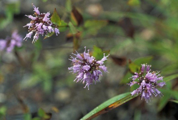 DITTANY (pictured above), a native plant that can be used in food preparation as an herb, is one of the plants that will be discussed in a March 10 Missouri Department of Conservation virtual program on how to grow a garden of native edibles.