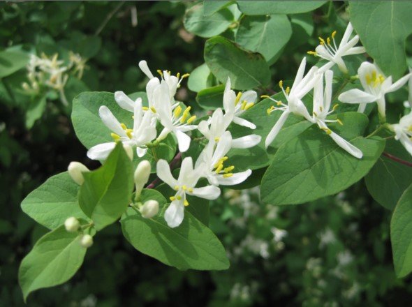 INVASIVE BUSH HONEYSUCKLE (shown flowering) can quickly take over a landscape.