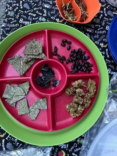 SOME INSECTS are edible, tasty, and nutritious is prepared properly. MDC will offer free classes showing how, such as these snacks made from insects. Photo by Ginger Miller, Missouri Department of Conservation