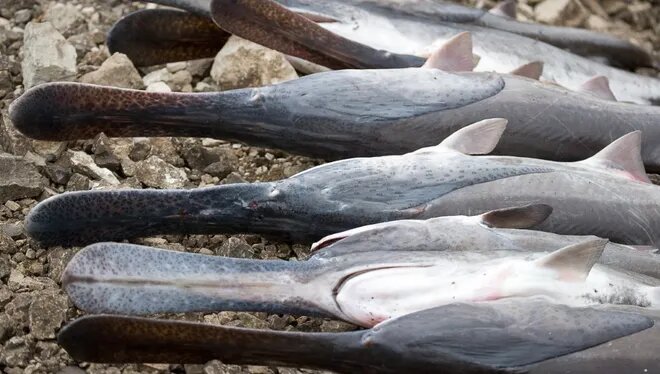 MDC Reminds Snaggers That Paddlefish Season Begins March 15