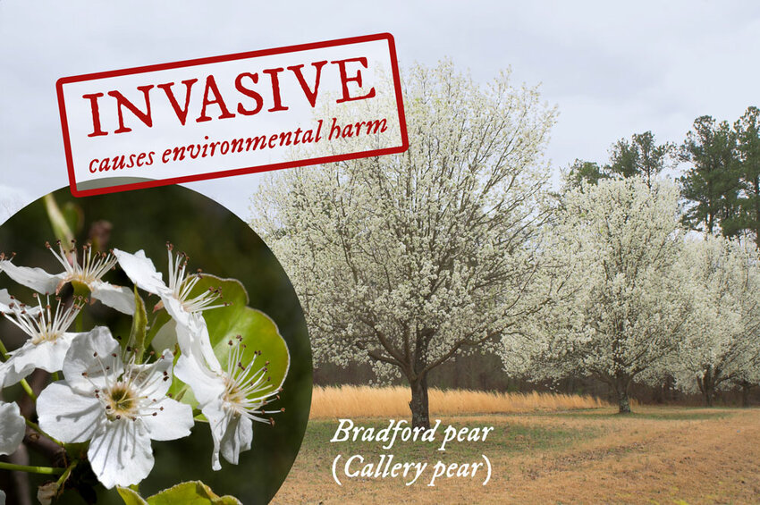 &quot;WORSE THAN MURDER HORNETS&quot; is a term that has been used to describe the highly invasive Bradford (Callery) Pear tree.