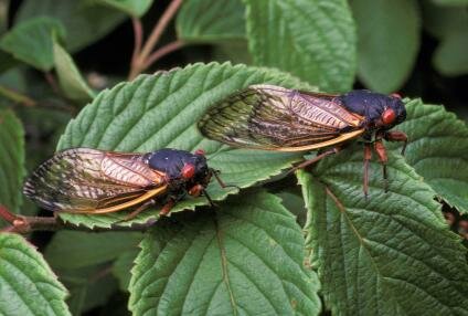 NATURE'S NEXT BIG SHOW will be a swath of cicadas appearing across the state of Missouri and right here in Benton County.