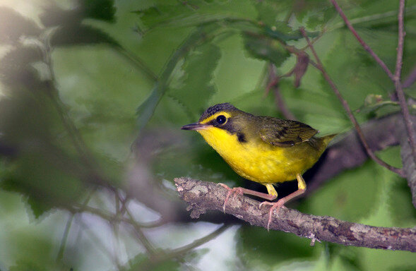 MDC will host Spring Warbler Day, a guided birding hike, on May 9 at the Big Buffalo Creek Conservation Area. Participants will be looking for neotropical migrants such as the Kentucky warbler (yellow) or the cerulean warbler (blue).
