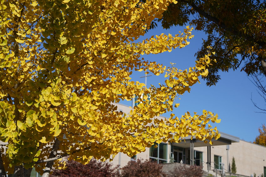 The Alphonse J. Schwartze Memorial Catholic Center in Jefferson City is seen through autumn leaves on Nov. 11, 2021.