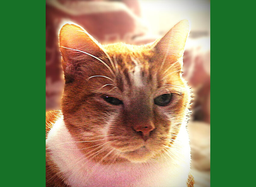 Bailey the cat attended the Celebration of the Feast of St. Francis, which concluded with a pet blessing. He is a typical cat; inquisitive, a bit demanding, independent, curious and definitely challenging.
