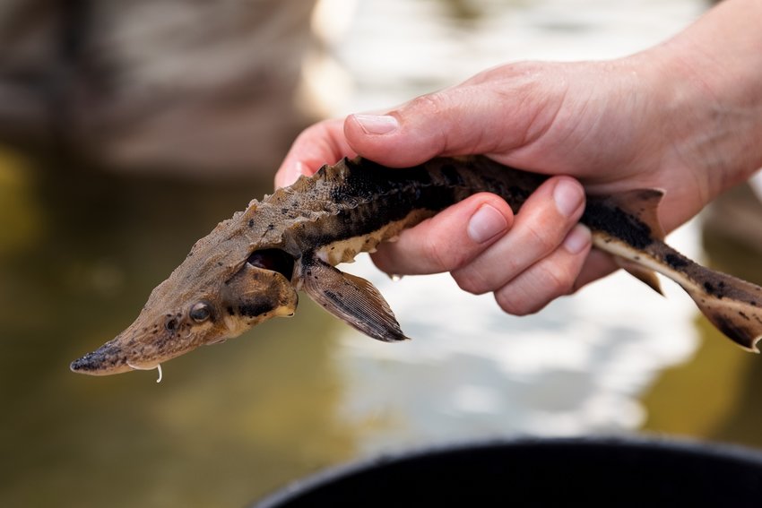 A conservationist releases juvenile Lake Sturgeon raised by the Tennessee Aquarium Conservation Institute into Watts Bar Reservoir.