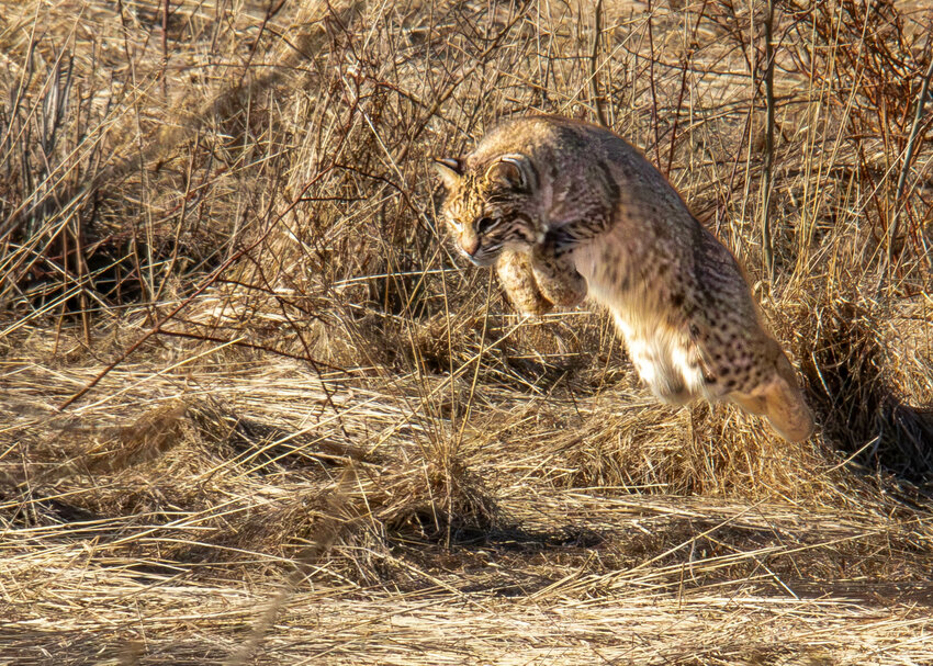 A Bobcat caught in this 2024 award-winning photograph by Dan Prosser just north of Worcester, Mass.