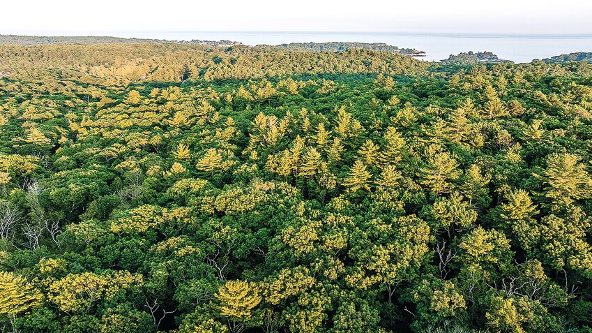 Drone view of forest on DeNormandie property in Manchester and Gloucester, Massachusetts.