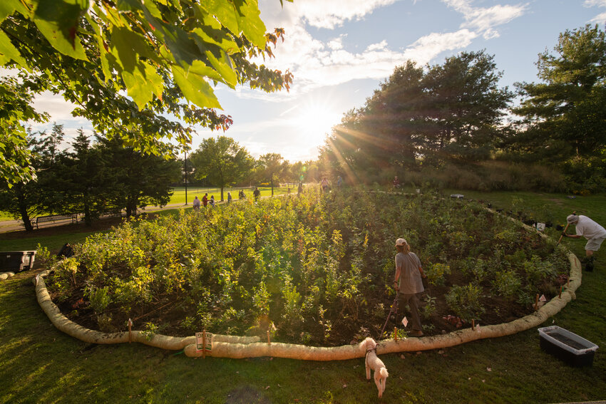 This photo was taken just after planting the Miyawaki Forest on landfill at Danehy Park, Cambridge, in September of 2021. The forest was populated with 32 different species of native plants on a plot about the size of a tennis court. A wide range of native insect pollinators, birds, mammals, and amphibians began finding their way to the Forest shortly after planting. (Danehy Park Forest, courtesy of SUGi)