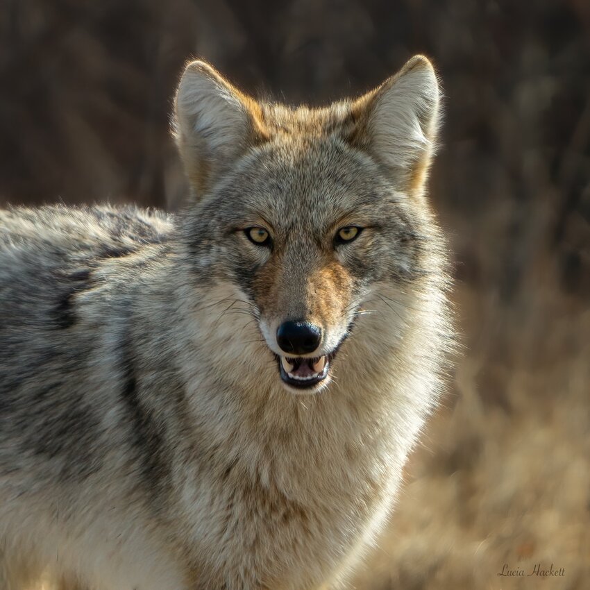 With its primary predators--wolves or cougars--eradicated from the East, the coyote began expanding its range east of the Mississippi. (Photo: Lucia Hackett)