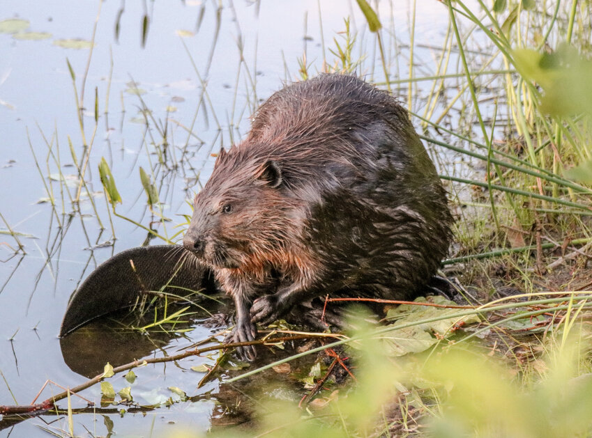 Beavers were effectively eradicated in MA by the 1900s. Now, the beaver population is estimated at 70,000 individuals. (Courtesy of Dan Prosser)