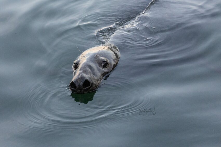 Grey seals started returning to Massachusetts waters from Canada in the late 1990s. (Photo: Diane Palomba)