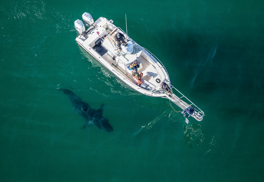 The 24-foot AWSC research vessel, Aleutian Dream, pulls alongside a 17-foot female shark near Chatham in 2020. (Photo: Wayne W Davis)