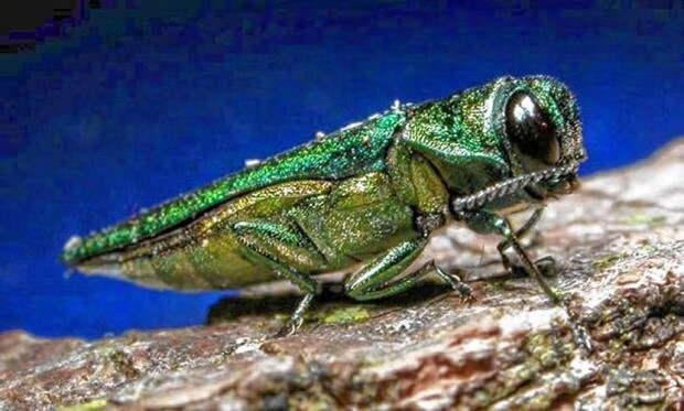 Adult Emerald Ash Borer, the metallic green beetle, a native to Asia with no natural predators that causes havoc to ash trees.