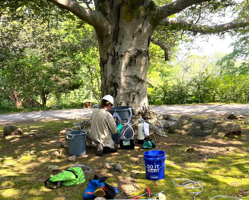 Beech Leaf Disease tree injection procedure in Beverly Farms. Bartlett Tree invested millions developing a treatment, which it has shared with others in the industry.