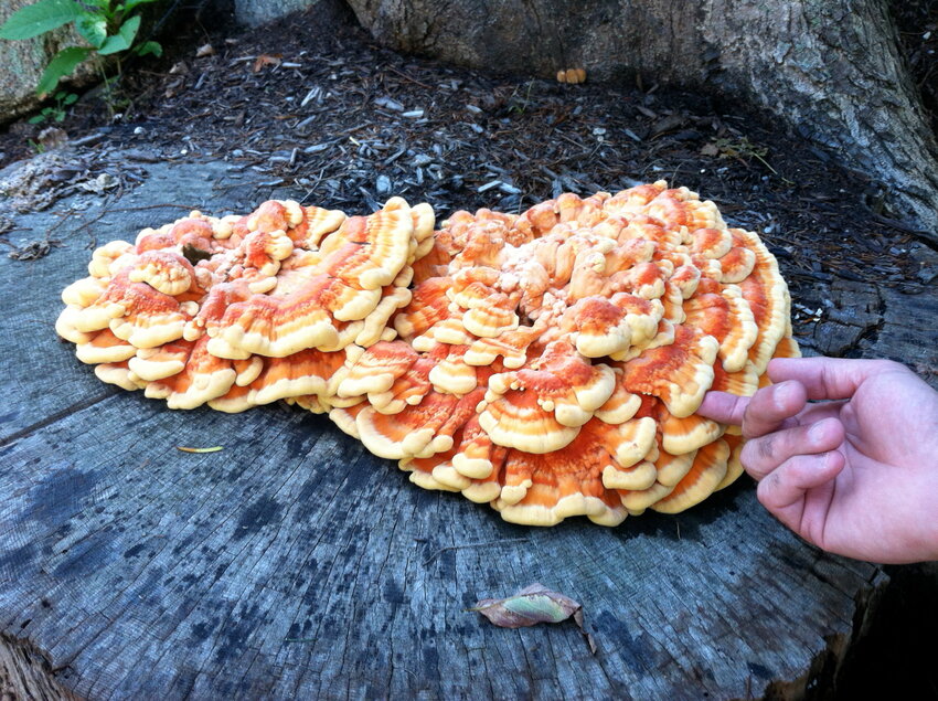 <p>Chicken of the Woods.  Its bright orange colors can shine through the woods</p>