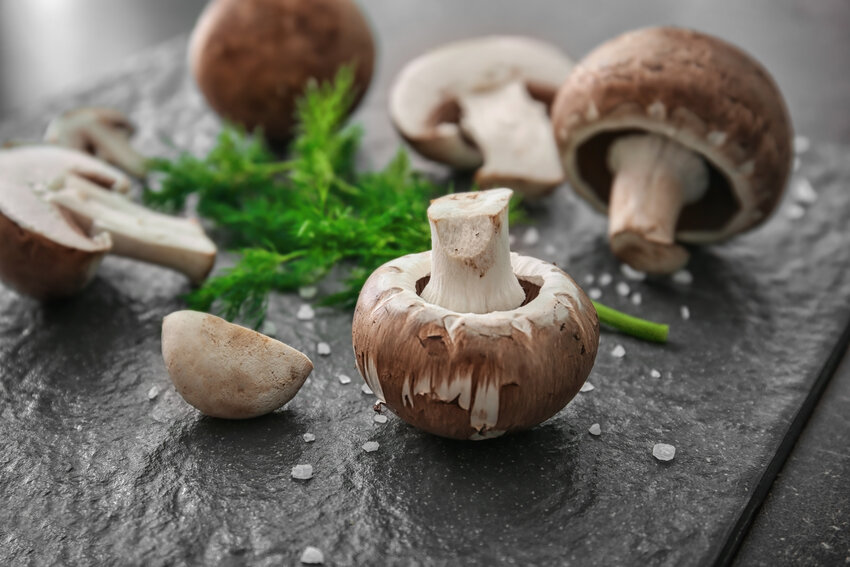 <p><em>Cultivated white button mushrooms, America’s most popular culinary mushroom.</em></p>
