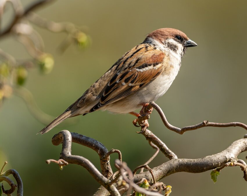 <p>The sparrow</p>