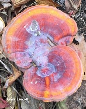 <p>Reishi is the most famous shelf fungus in the world and supposed to have several medicinal properties. </p>