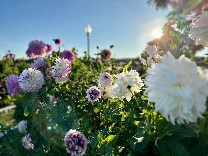 Dahlias on Gloucester's Boulevard