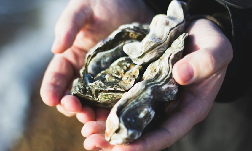 Massachusetts Oyster Project