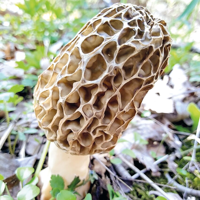 The East Coast Morel, Morchella americana.