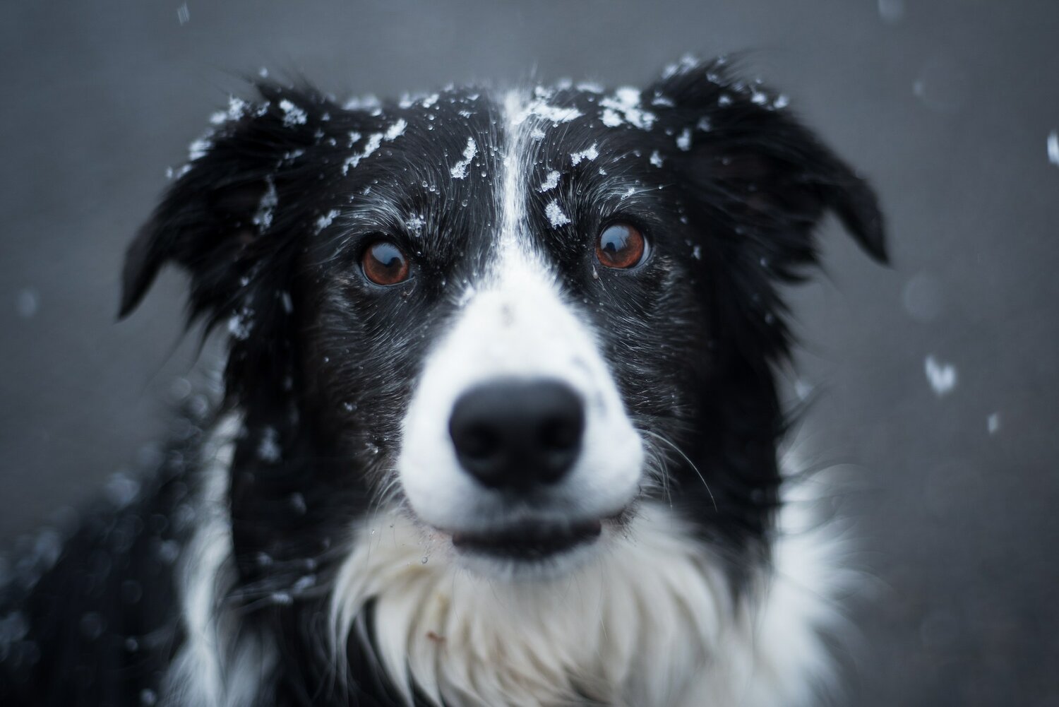 Winter Dog