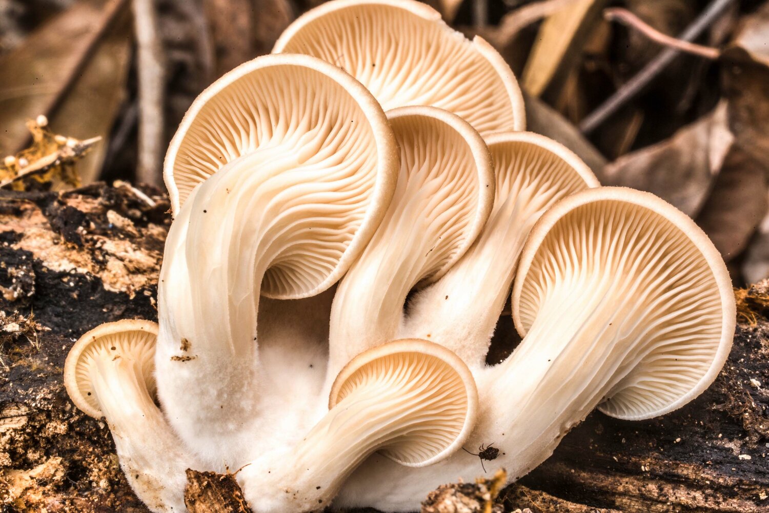 "Pleurotus ostreatus," a.k.a., the Oyster Mushroom