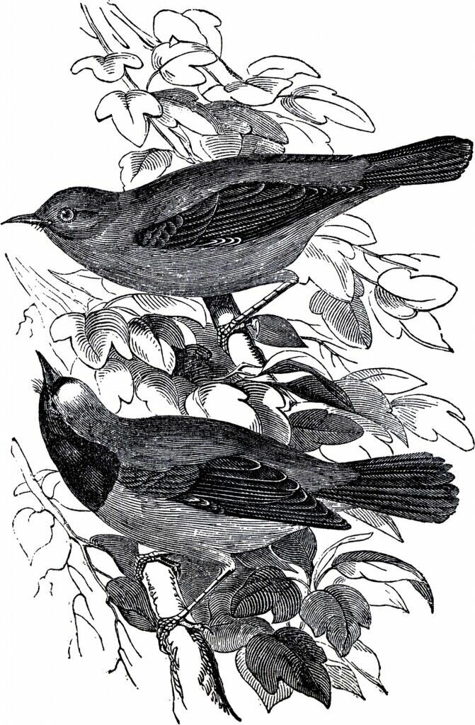 p_4 Library Notes_Birds Pair.jpg