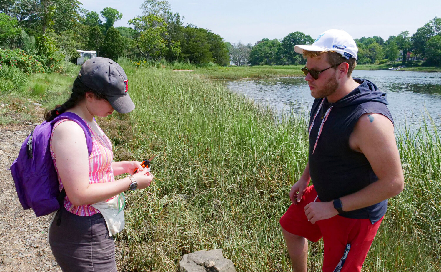 UMASS biochemistry researchers Alice Palmer and Cameron Gray collected samples of “Salicornia” (also known as “glasswort”) for a project related to genetics and ecology of sea marshes.  The marine plant is known for its capacity to pull and quarantine heavy metals from sea water. 