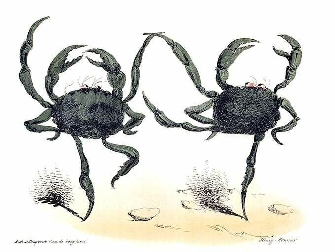 Dancing Crabs