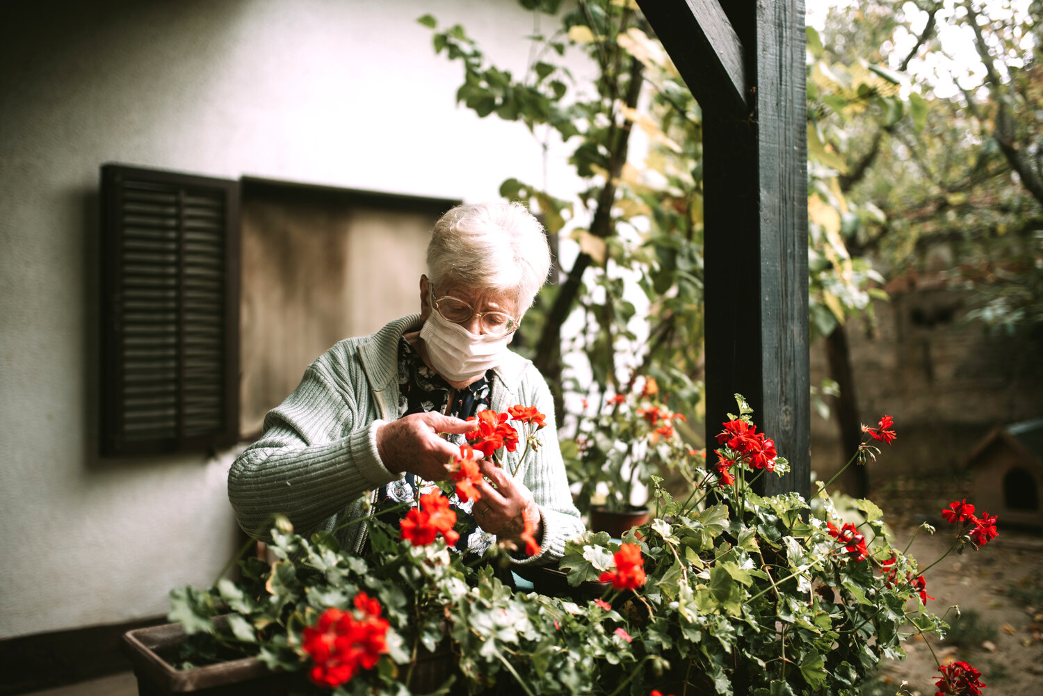 Older caucasian senior woman grandmother with face mask during quarantine of epidemic COVID - 19 arranges flowers in her garden