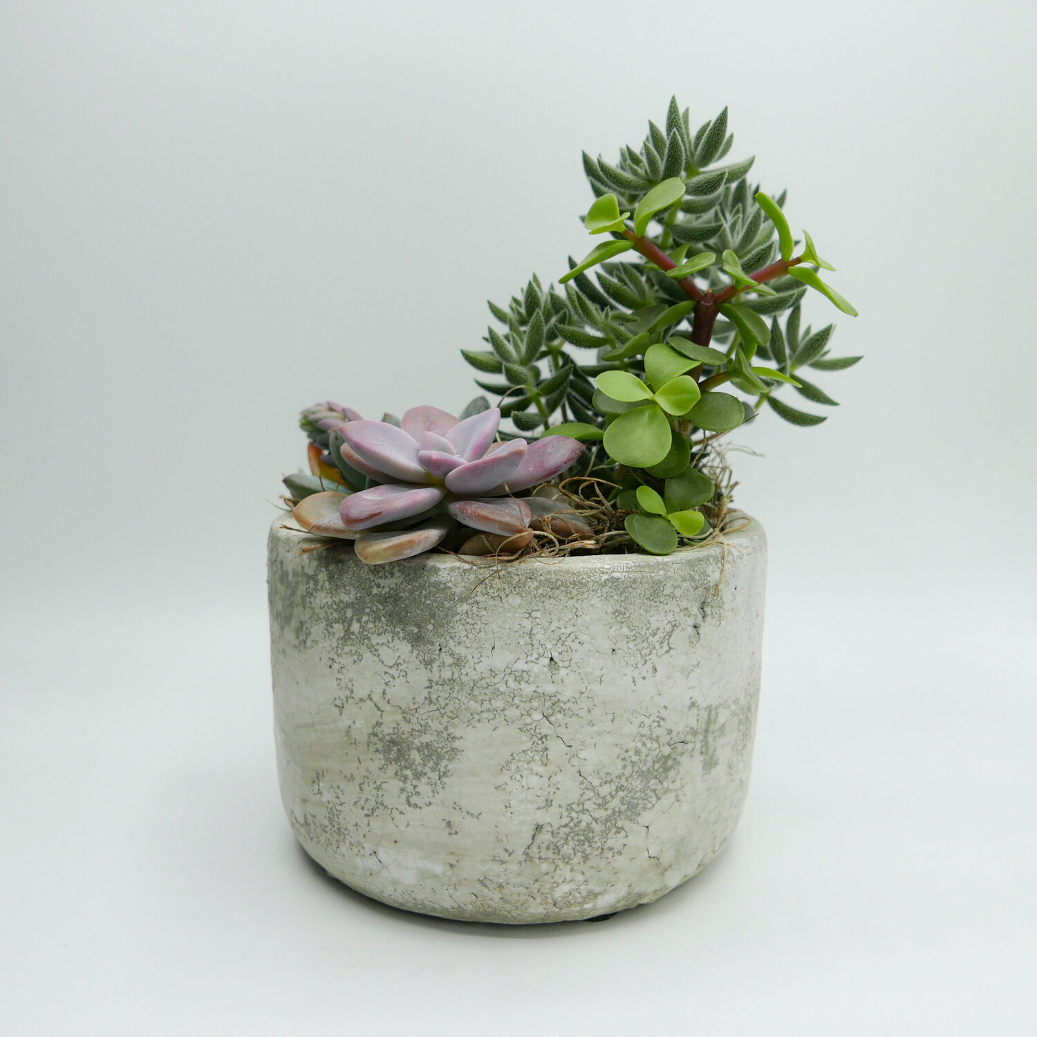 A peaceful guarantee of Zen in a little, six-inch clay pot.  It all comes from the four succulent varieties hand selected by Colleen Malik of Chapman’s.  $40.Chapman's Florist, Greenhouse and Garden Center58 Hart St, Beverly Farms (978) 927-0153