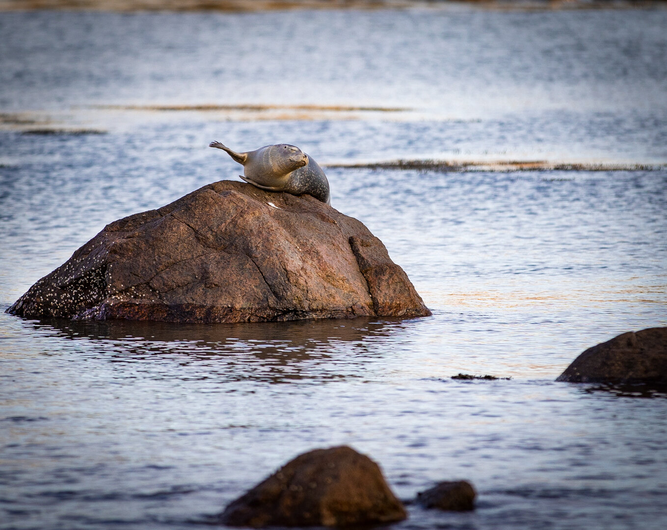Harbor Seal in Kettle Cove / Black Beach Manchester-by-the-Sea, MA