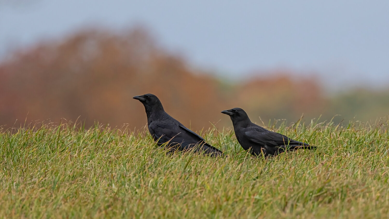 Pair of crows in Ipswich.