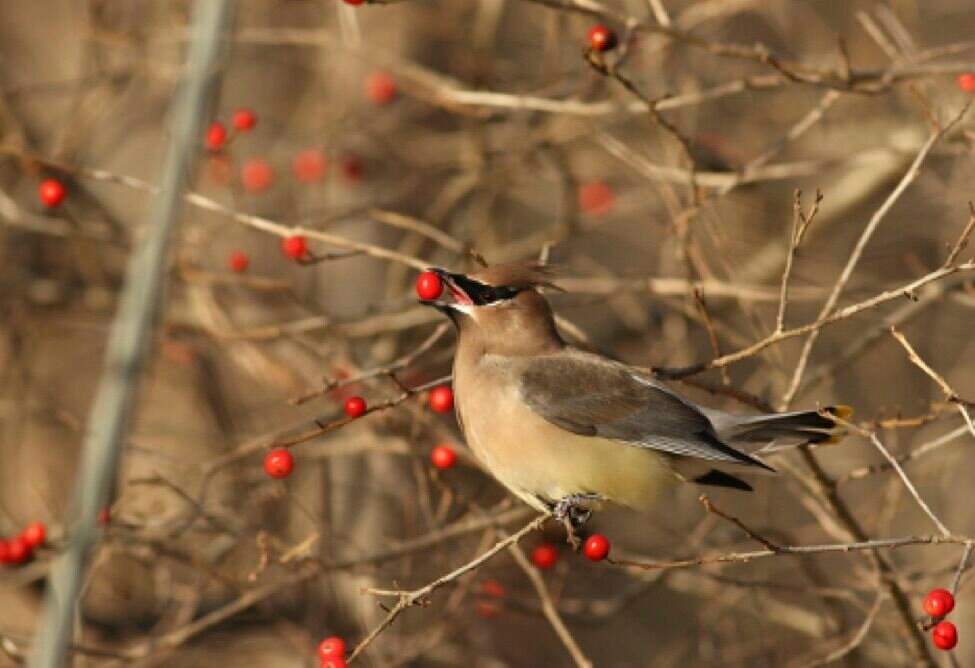 The Cedar Waxwing is a common sight around Cape Ann in winter.  Catching a them so beautifully in their natural habitat is perhaps less common, as with this photograph by Nathan Dubrow of Ipswich. 