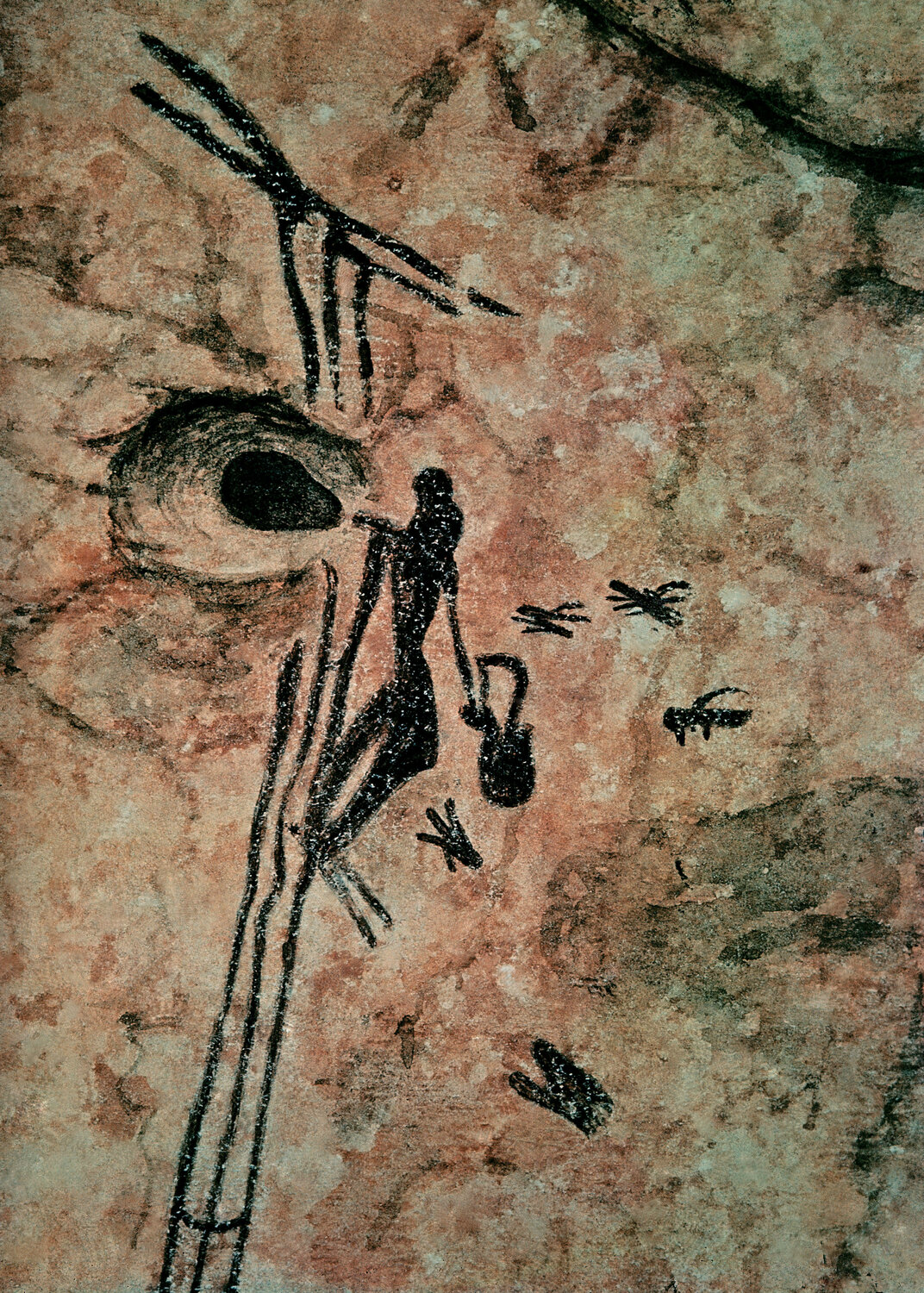 This cave painting of a person climbing a ladder to gather honey was discovered in the early 20th century near Valencia, Spain, and dates back at least 8,000 years. (Source: Alamy Images with permission) 