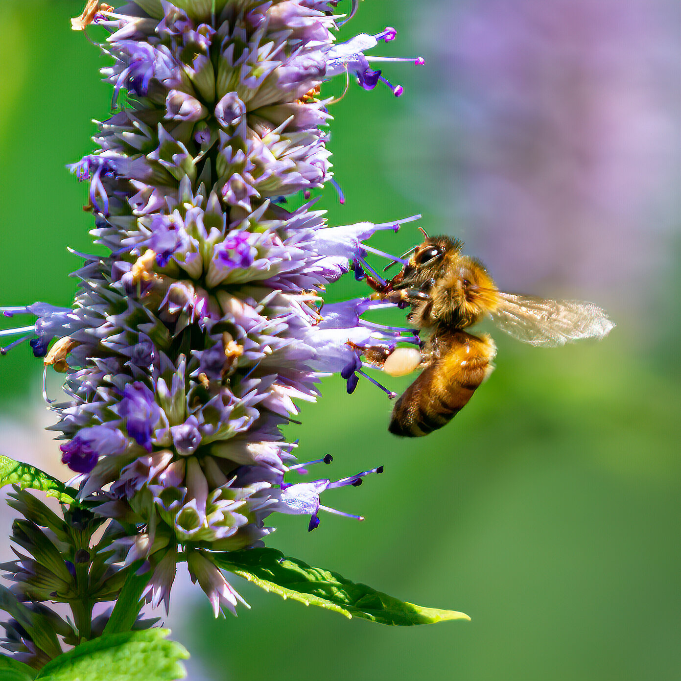 The European honeybee (Apis mellifera), feeding on anise hyssop (Agastache foeniculum), a North American native plant in the mint family, has undergone thousands of years of domestication. (Courtesy of Carl Jappe) 