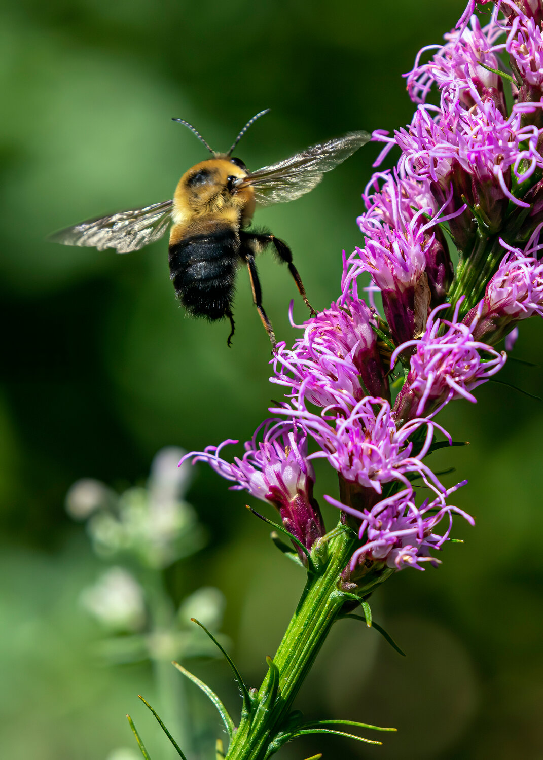 Bumblebee on gayfeathers (Liatris spicata), a native perennial, at Long Hill in Beverly. (Courtesy of Carl Jappe)