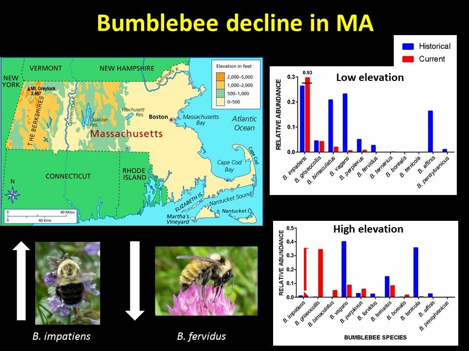 The Beecology Project collects data from citizen scientists throughout the state who upload videos from their cell phones for species verification.  The graphs show the decline of many bumblebee species vs. historical data, as well as the growing dominance of Bombus impatiens.  The low elevation data suggest what species are possible on Cape Ann, but there is presently no one collecting data here. Any volunteers? (used with permission from Dr. Robert Gegear/Beecology Project)