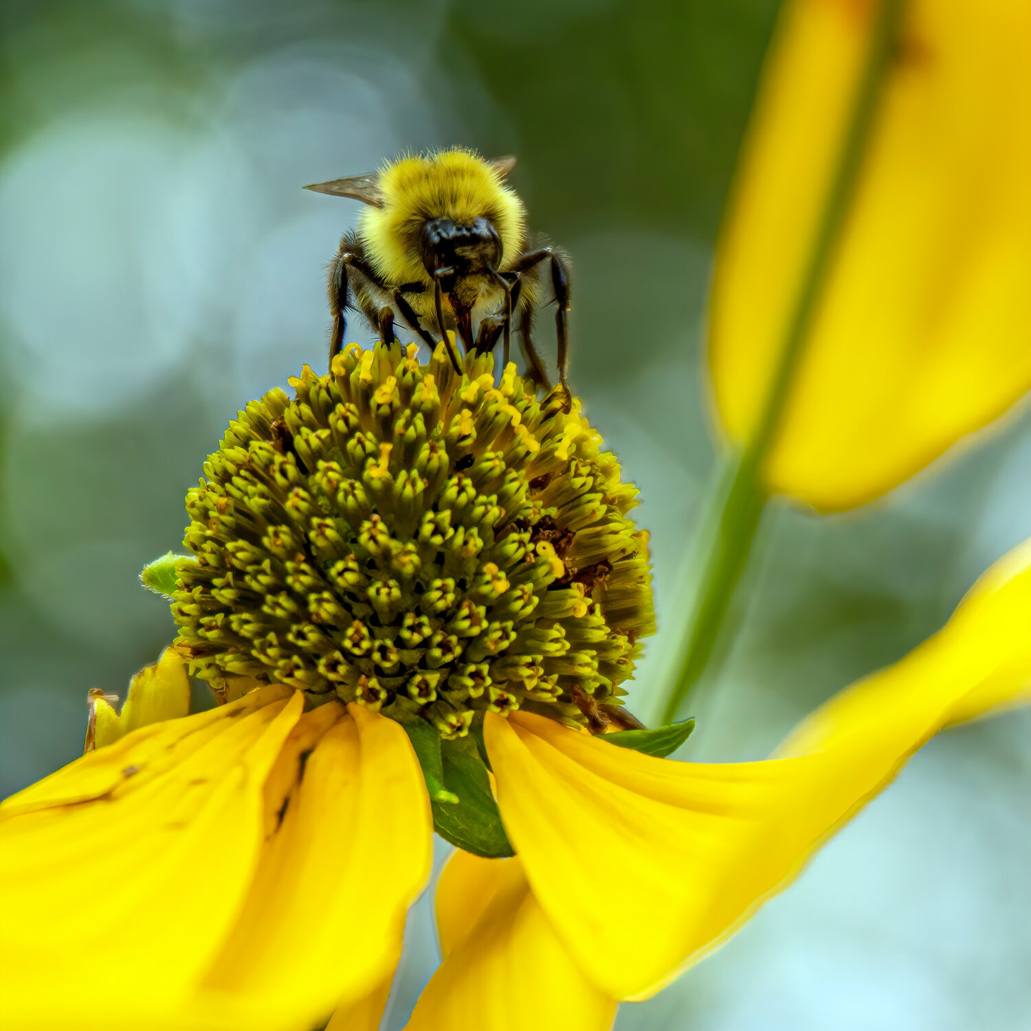 Bumblebee on yellow coneflower (Echinaecea paradoxa), a North American native species, in Ipswich (Courtesy of Carl Jappe)