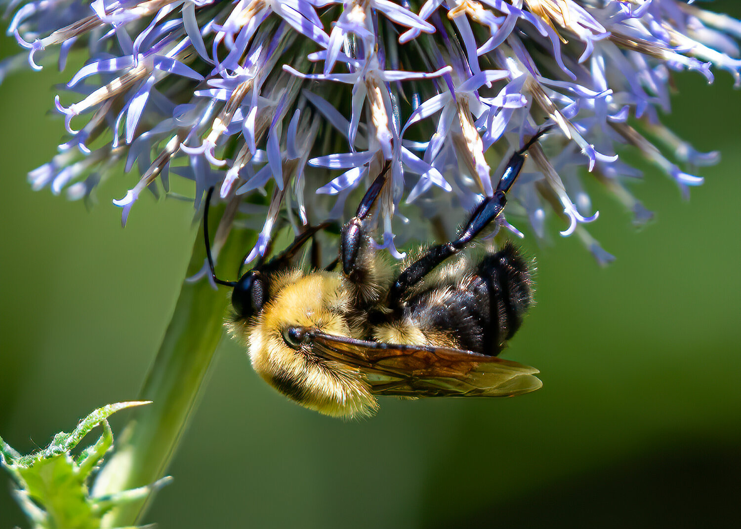 This bumblebee (Bombus impatiens), visiting a globe thistle at Long Hill in Beverly, is the most common native bumblebee species in our area.  The number of bumblebee species on Cape Ann is essentially unknown. (Courtesy of Carl Jappe)
