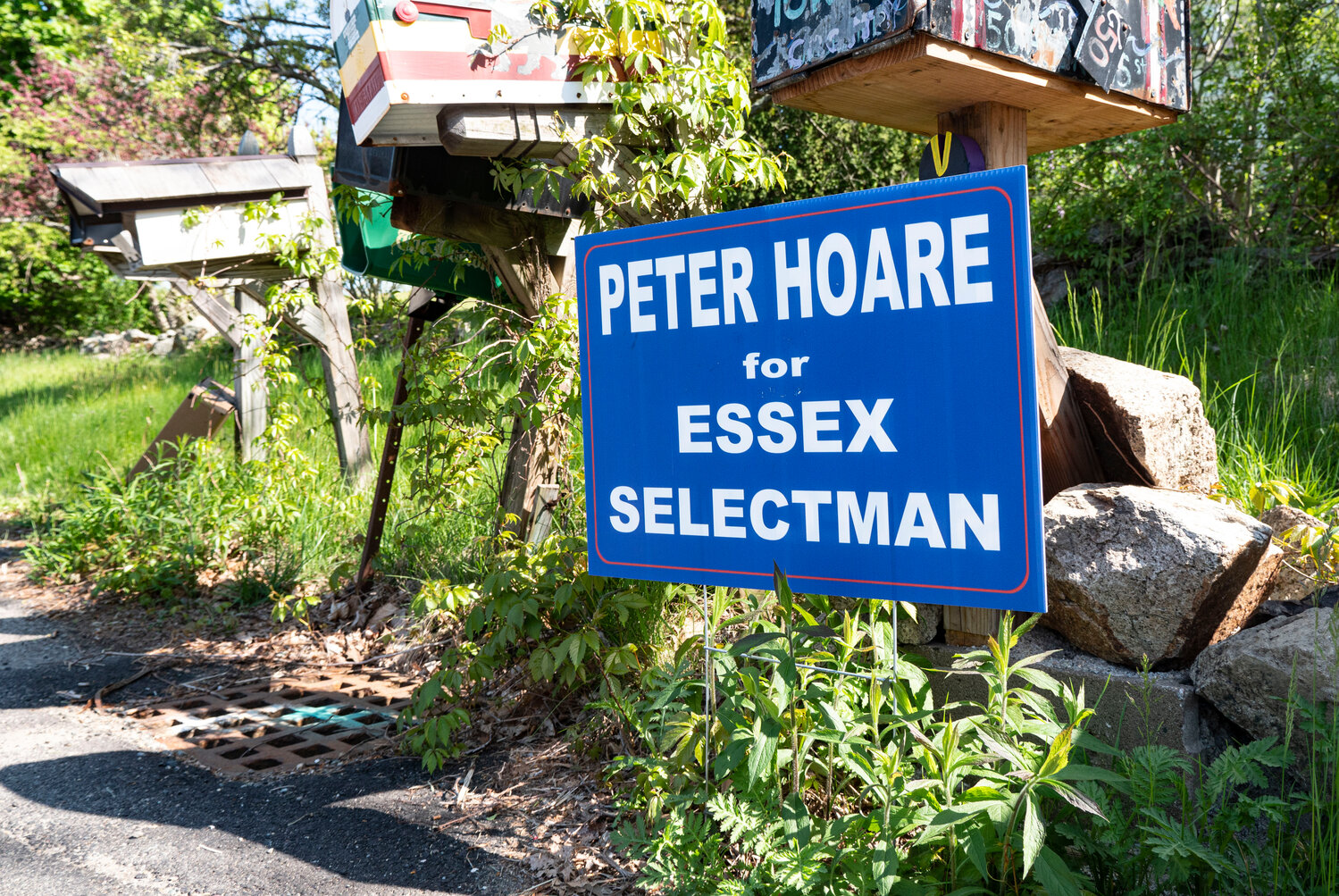 Essex Election Hoare