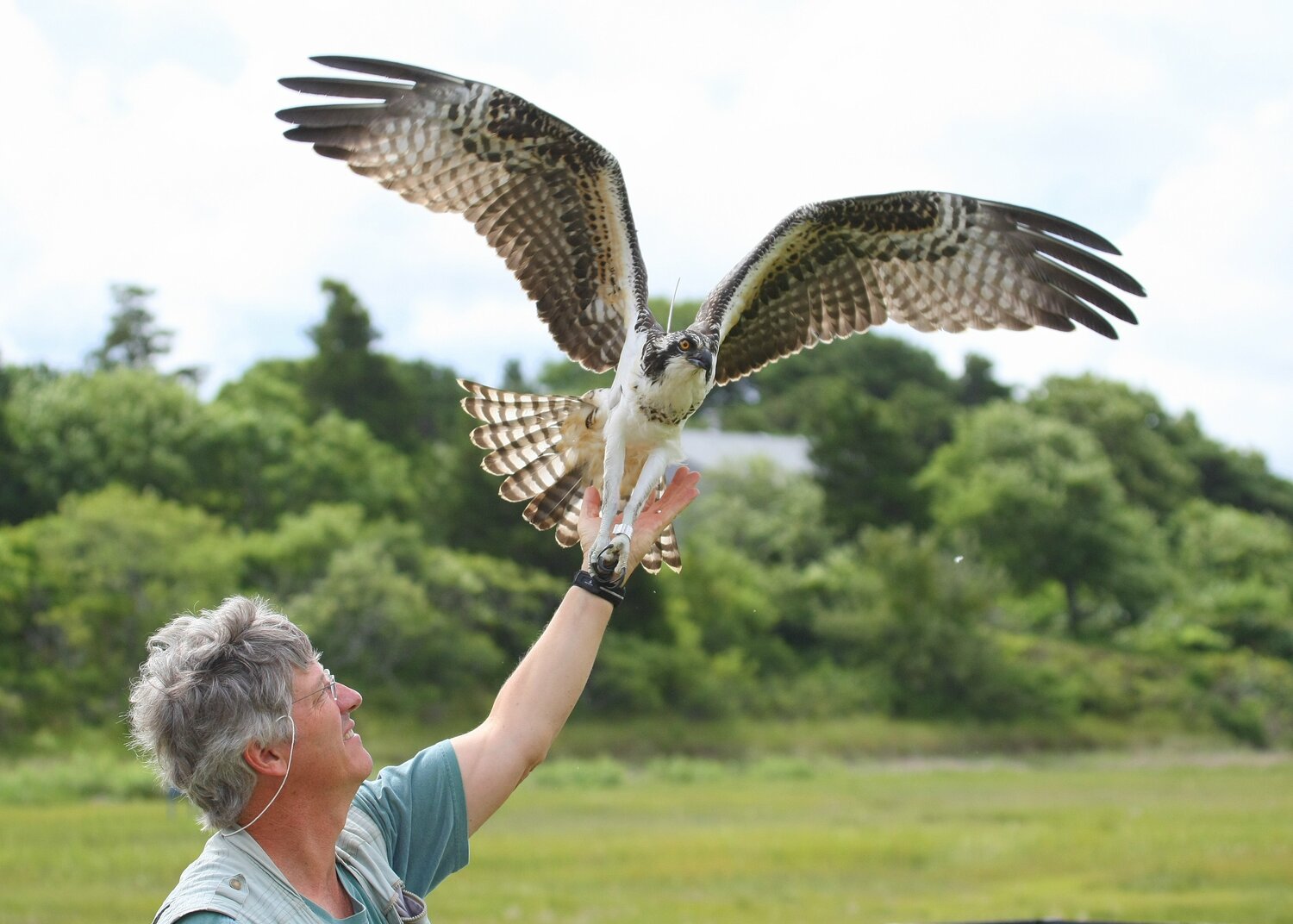 Rob Bierregaard, a pioneer in the study of osprey migration patterns using radio telemetry, releases one of four first-year ospreys from the ECGA program in 2013 and 2014. (Photo courtesy of Craig Gibson)