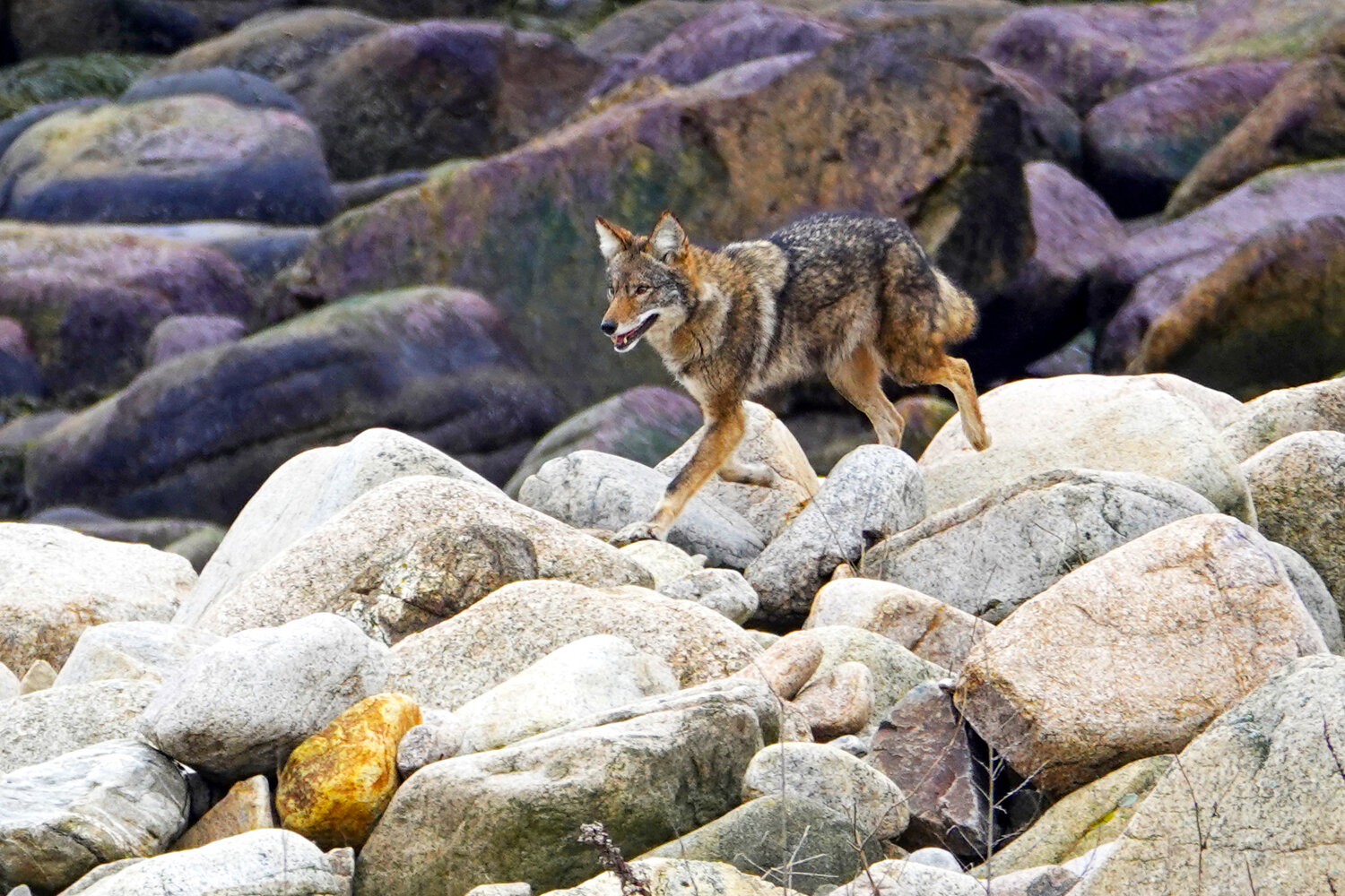 Lone coyote, possibly the alpha male of the family unit, moves across the rocks of Eastern Point last month.