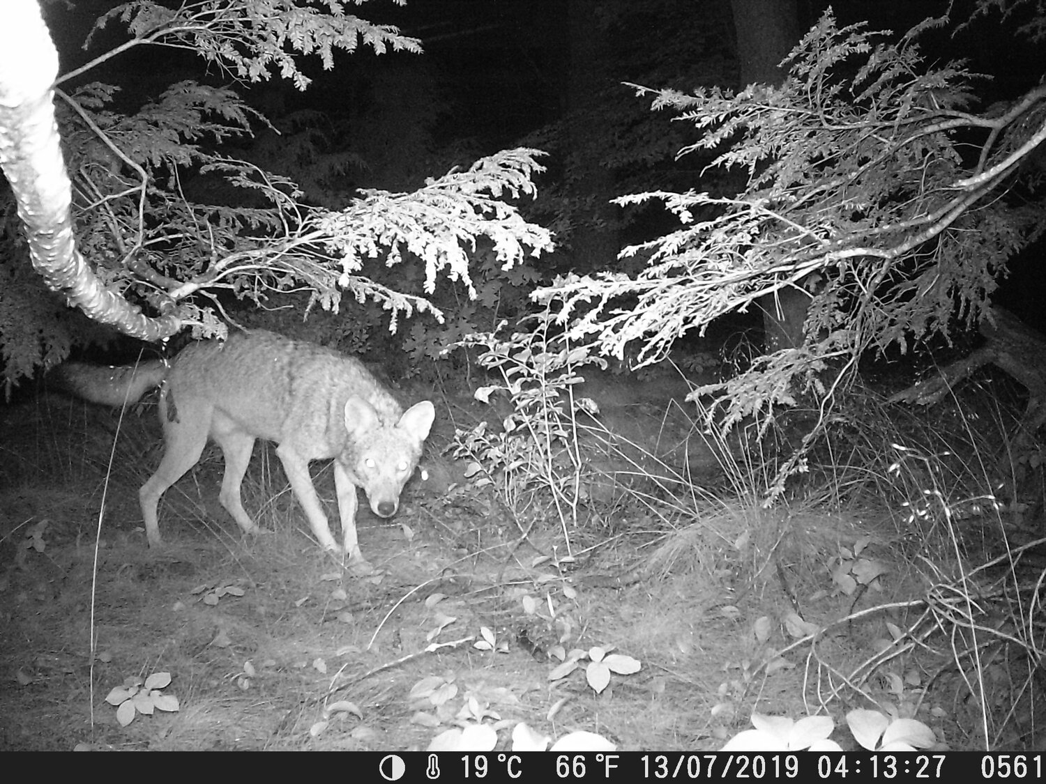 Caught on a night-time trail camera last July from back deck of house on Pine Street backing up to Powder House Reservation. 