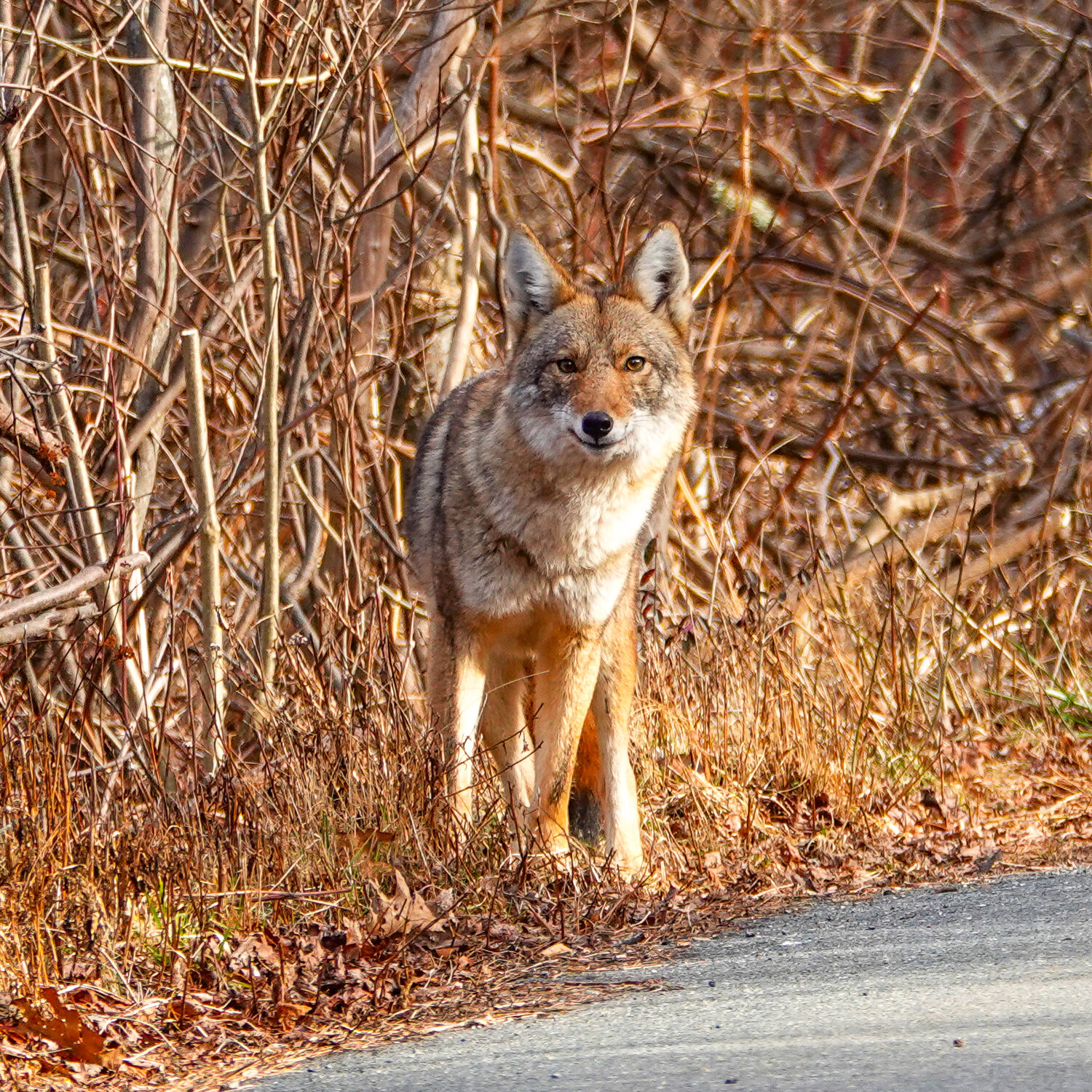Coyote on Niles Pond Road, Gloucester, in January.